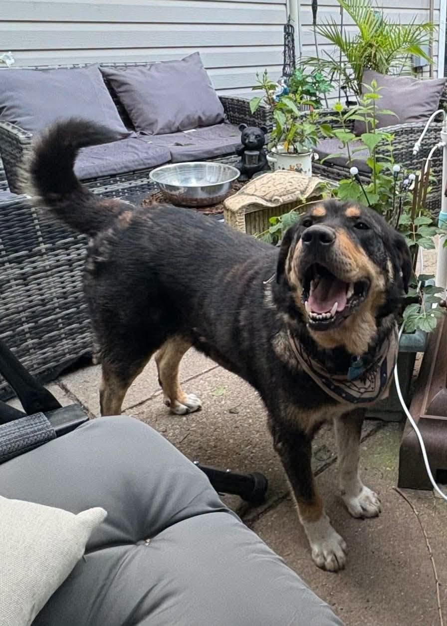 Enlarge Dan, a Adoptable mixed breed in London, ON image 3/5