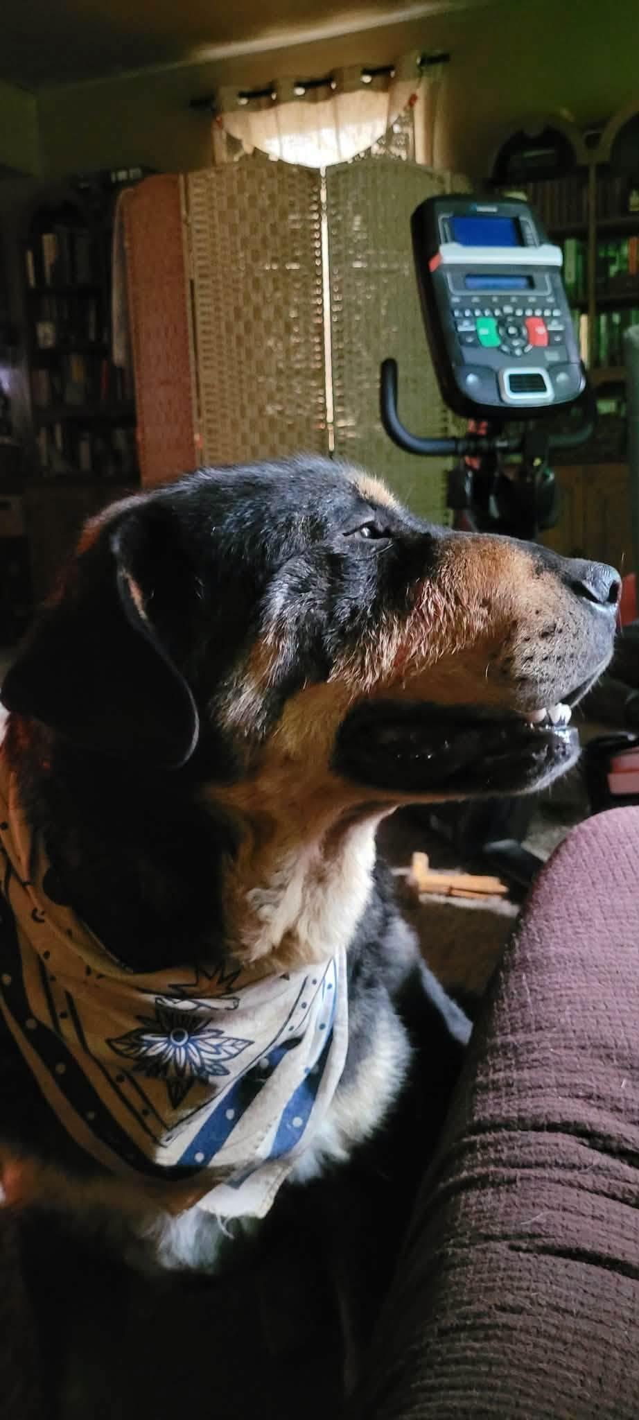 Enlarge Dan, a Adoptable mixed breed in London, ON image 5/5