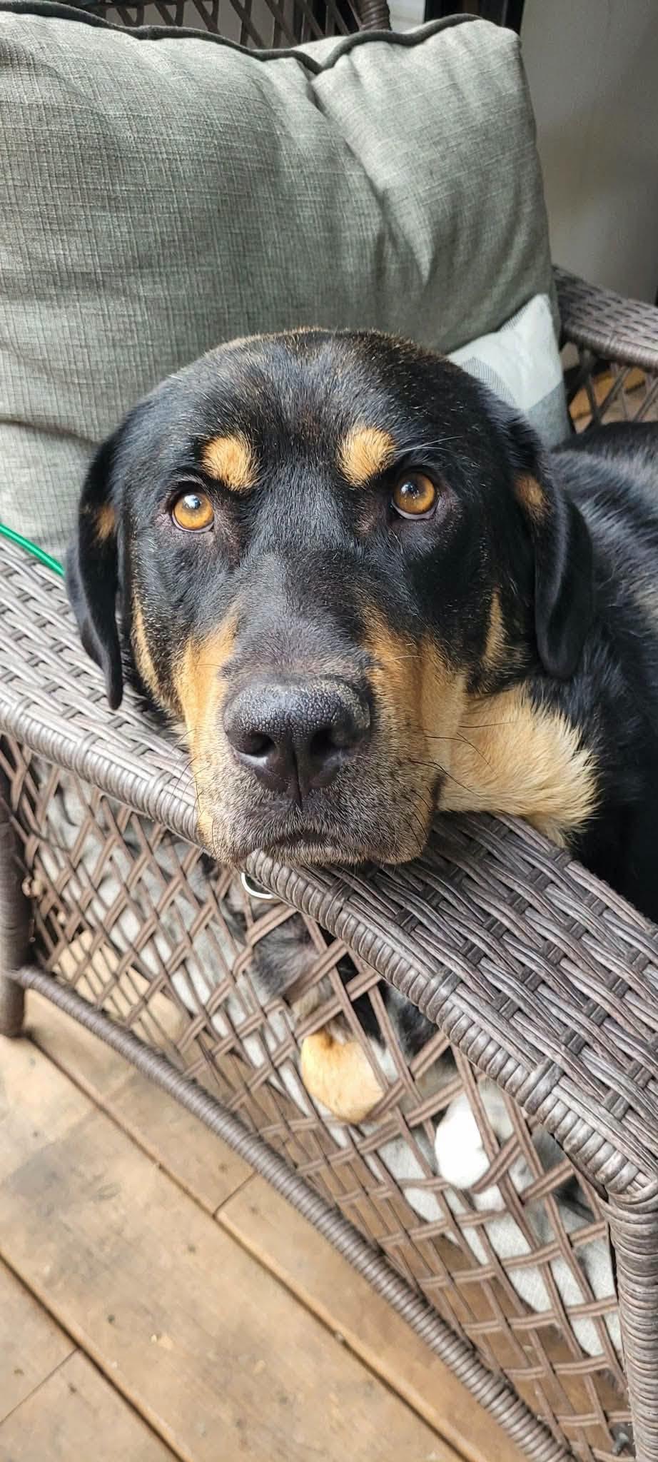 Enlarge Dan, a Adoptable mixed breed in London, ON image 1/5