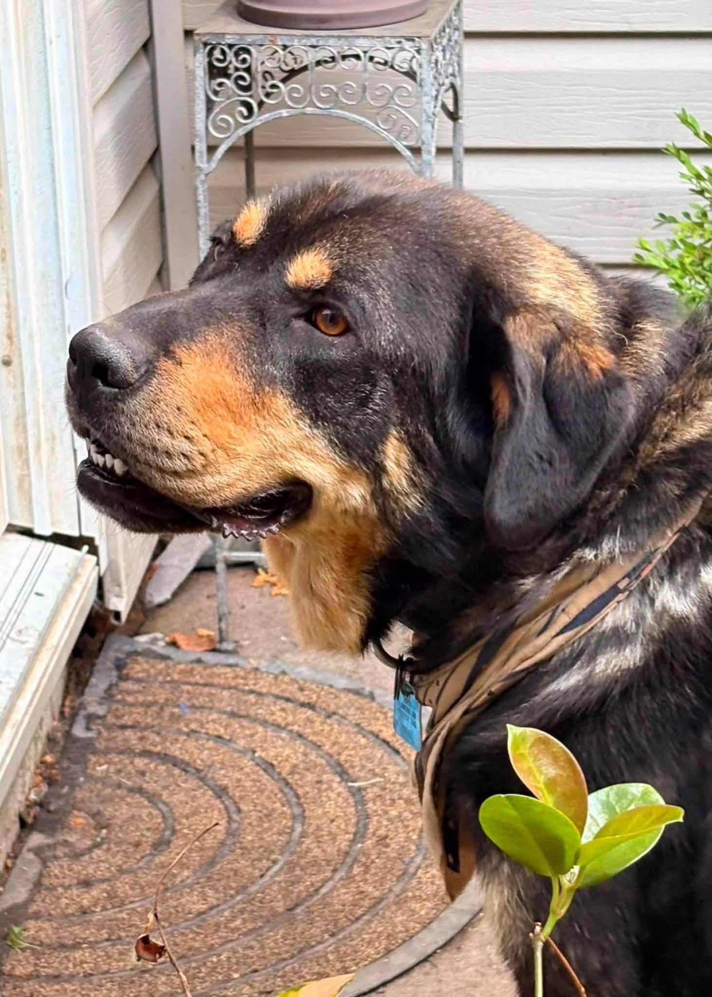 Enlarge Dan, a Adoptable mixed breed in London, ON image 2/5