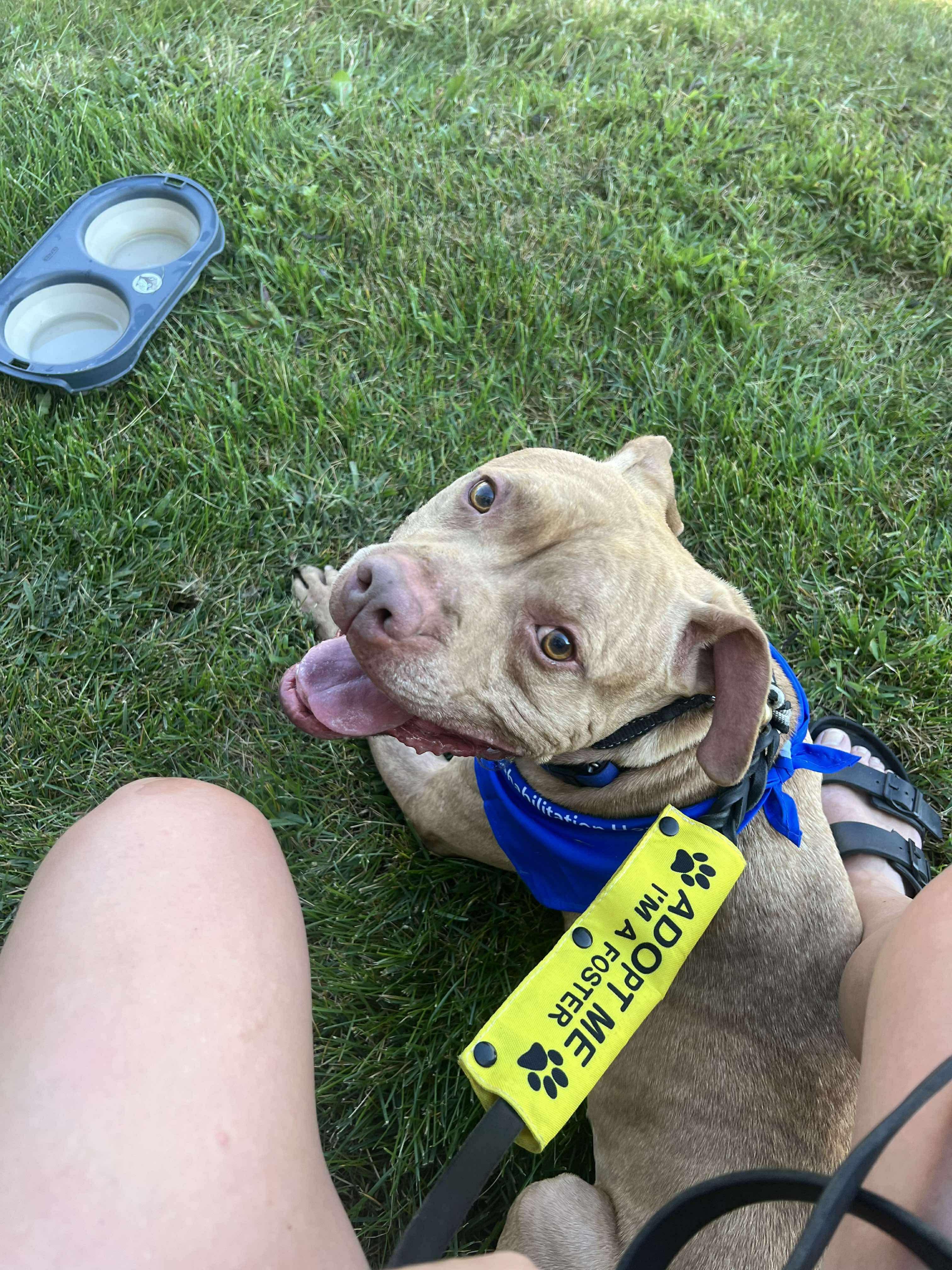 Amani (Foster needed), an adoptable Pit Bull Terrier in Indianapolis, IN, 46227 | Photo Image 2