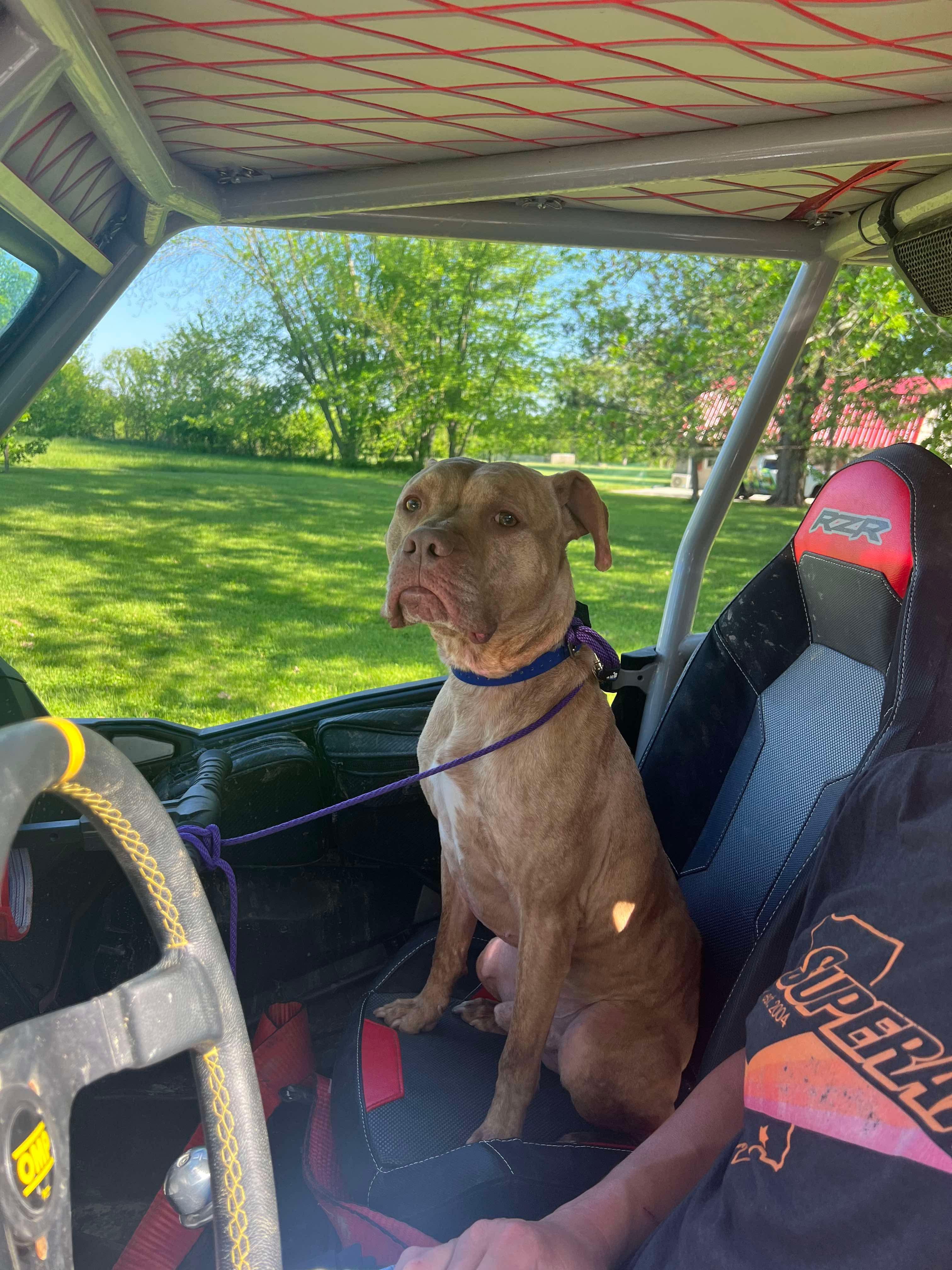 Amani (Foster needed)
