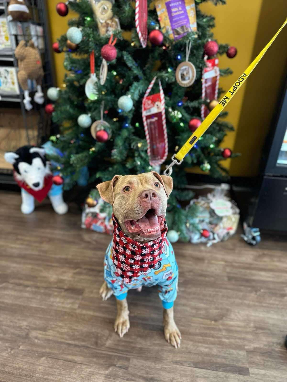 Amani (Foster needed)