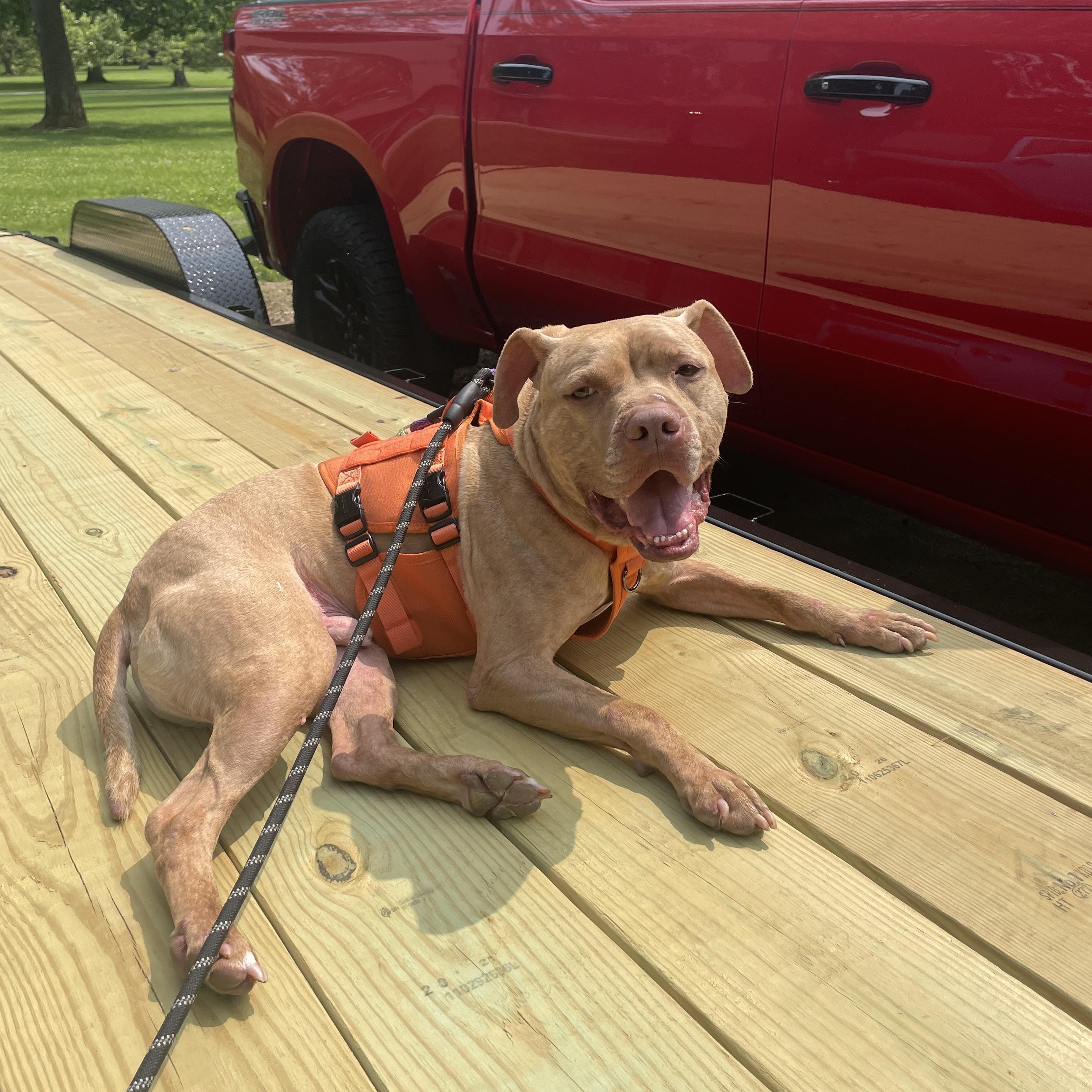 Amani, a Adoptable mixed breed in Indianapolis, IN image 5/5