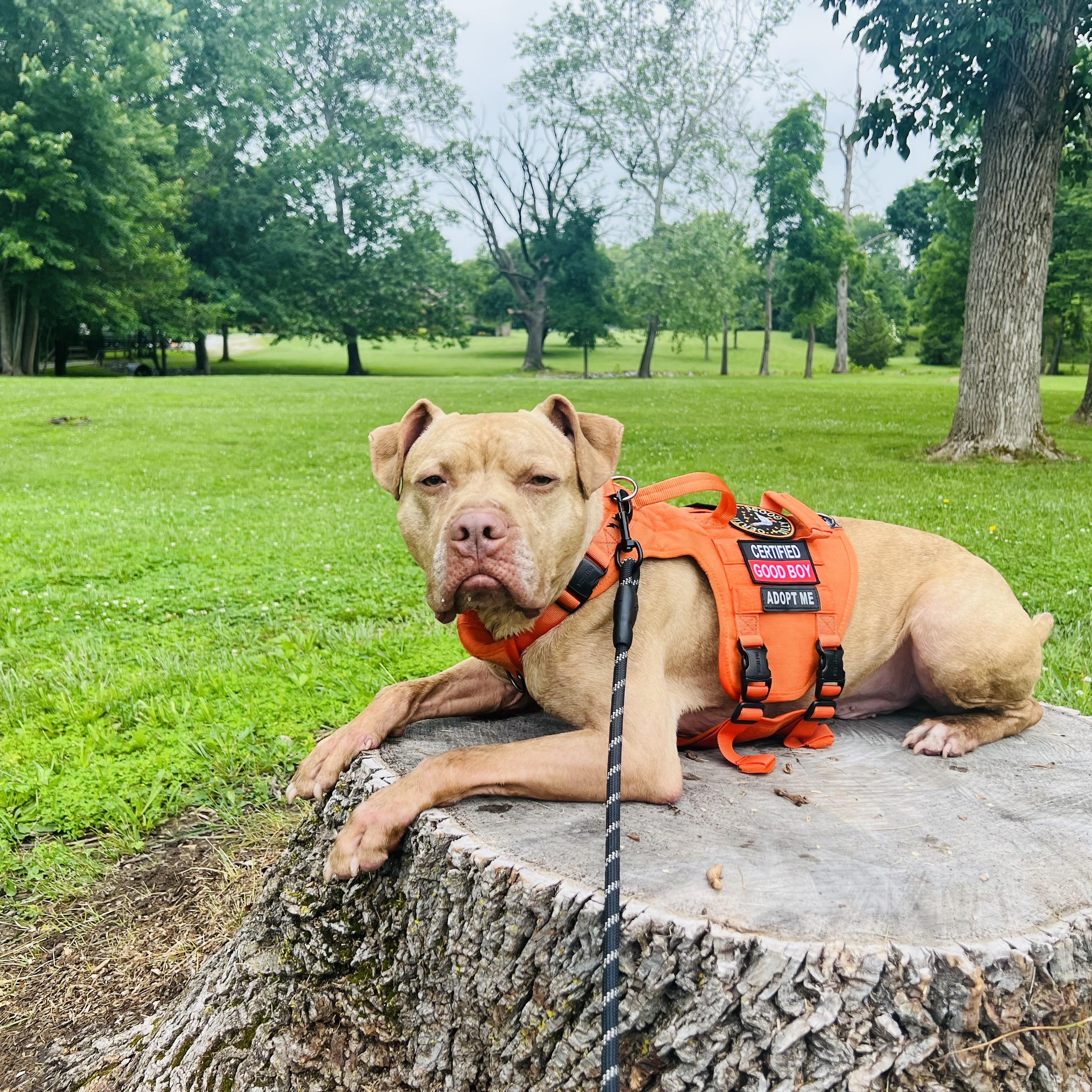 Amani, a Adoptable mixed breed in Indianapolis, IN image 4/5