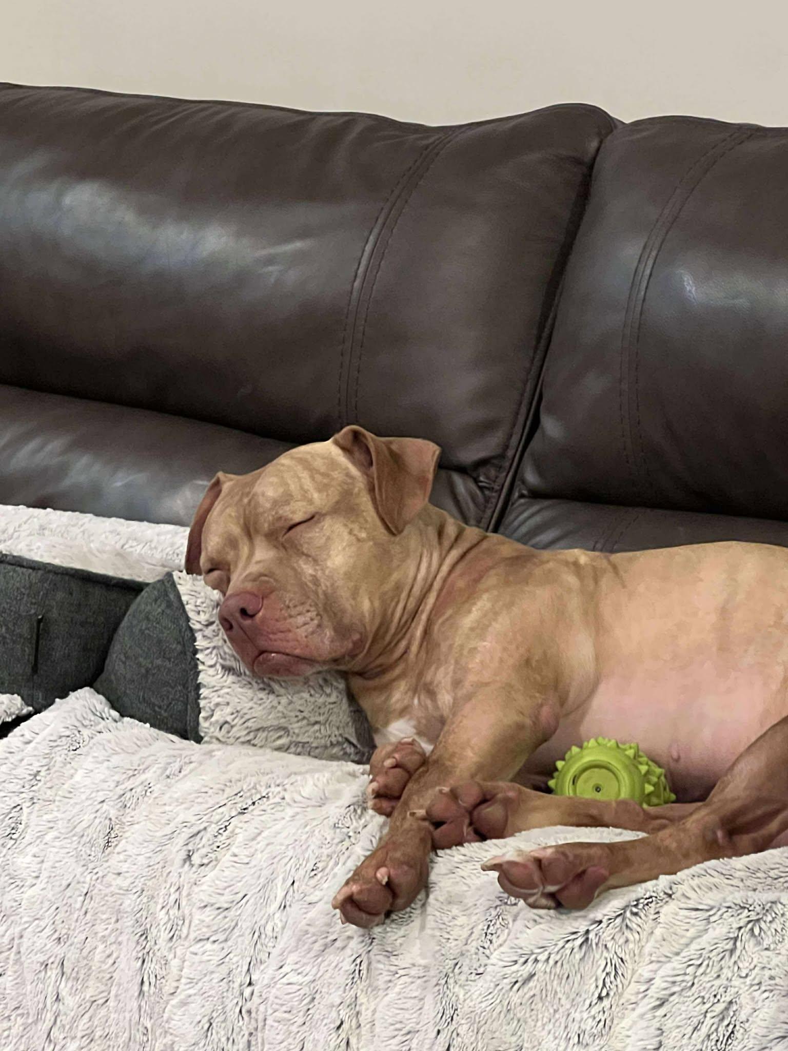 Amani, a Adoptable mixed breed in Indianapolis, IN image 1/5