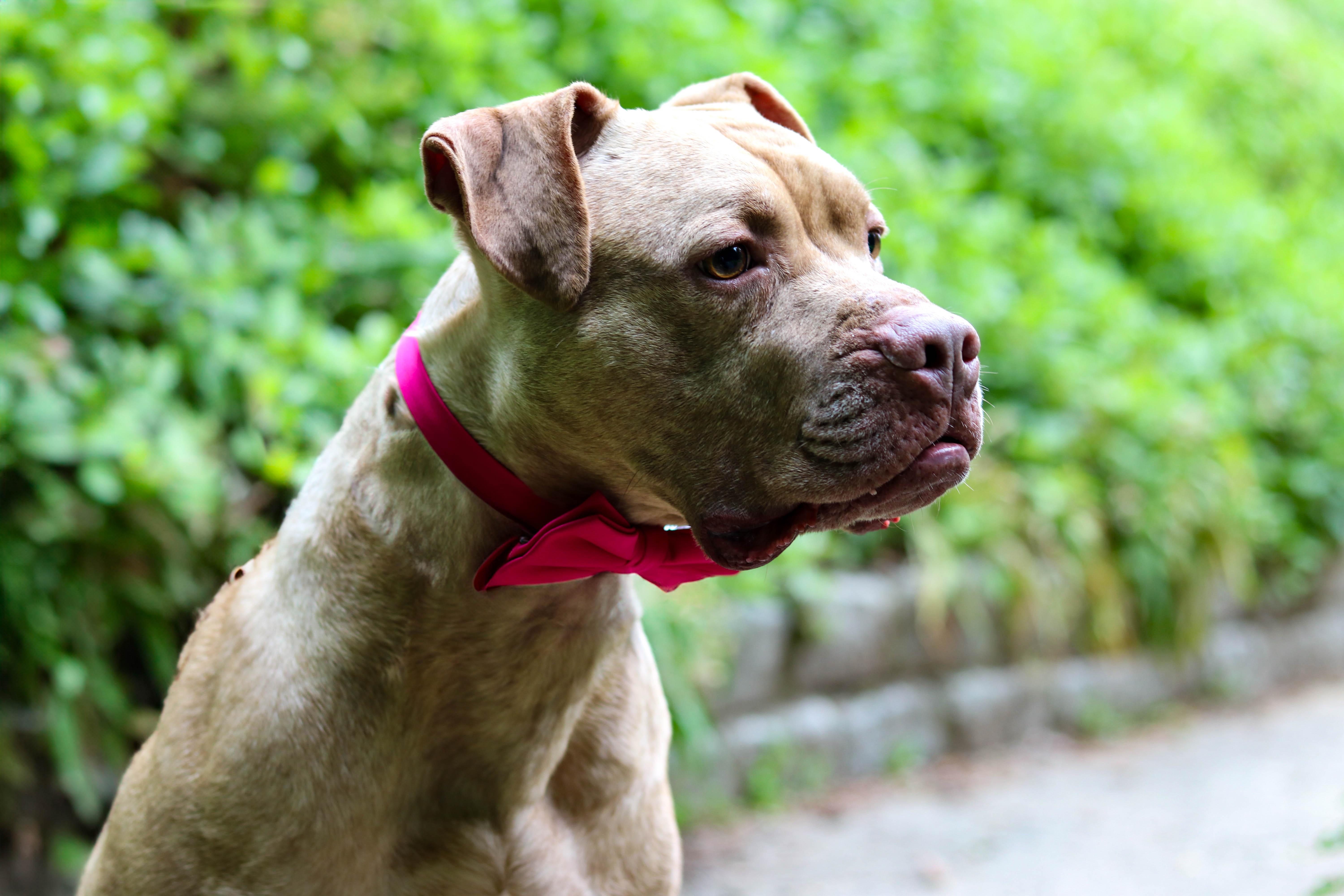 Amani (Foster needed)