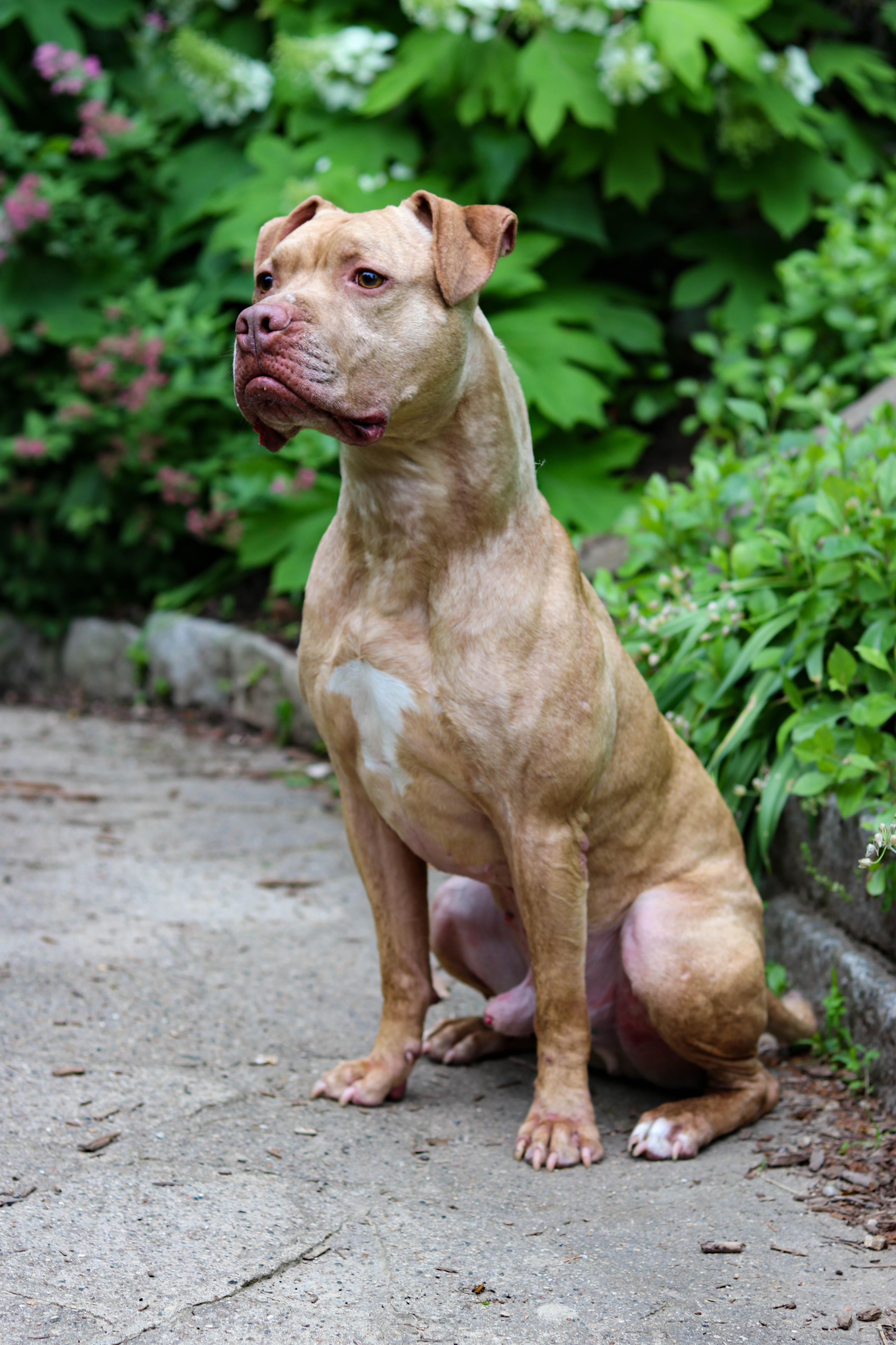 Amani (Foster needed)