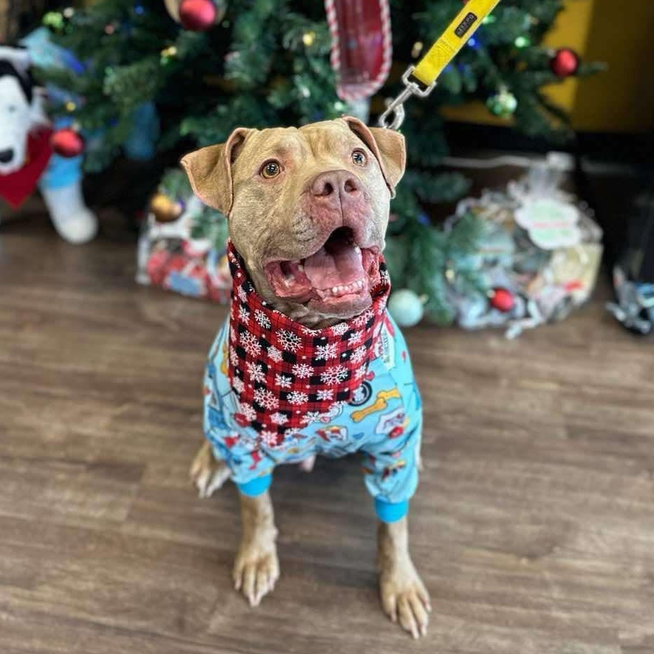 Amani, a Adoptable mixed breed in Indianapolis, IN image 2/5