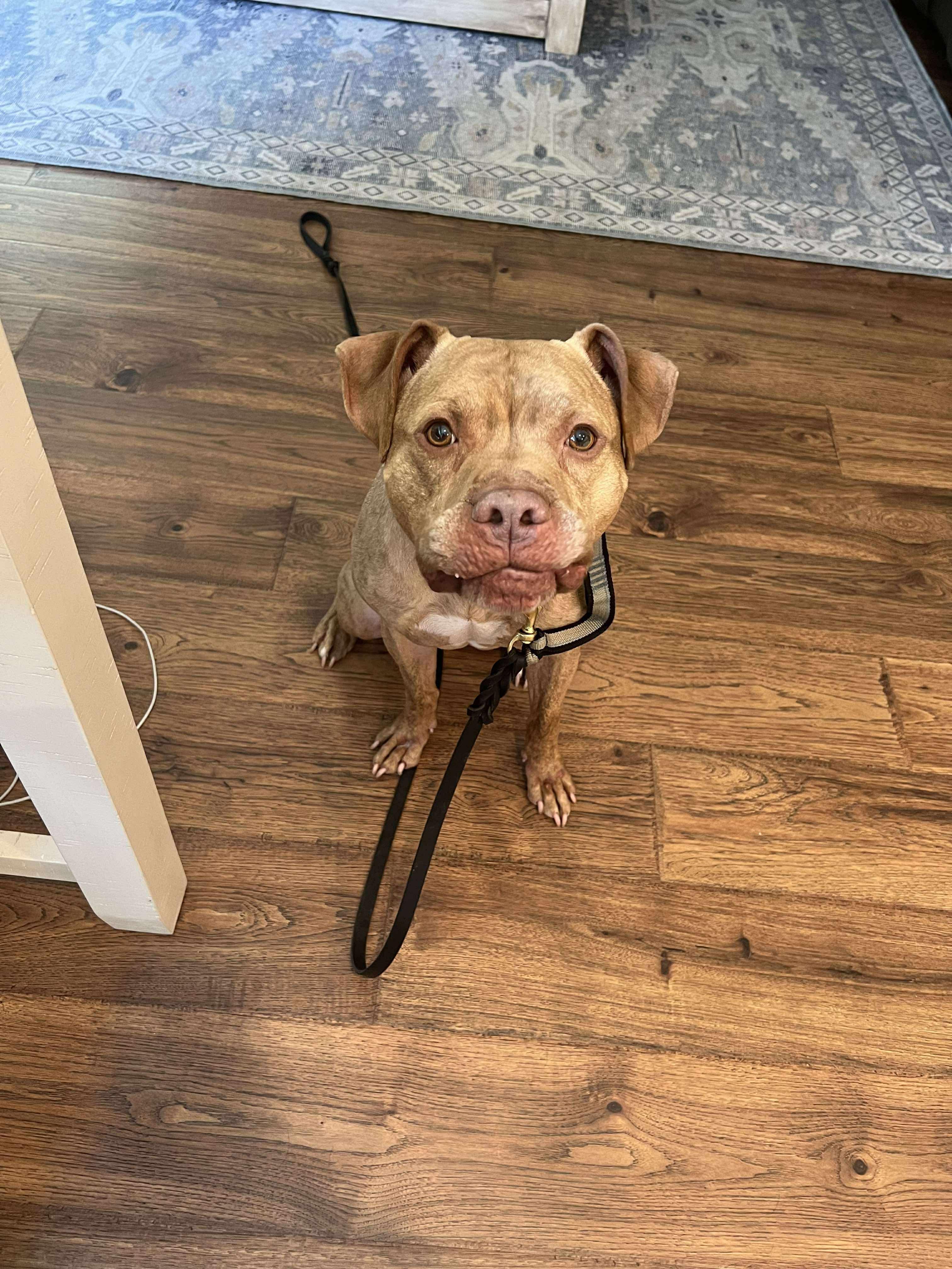 Amani, an adoptable Pit Bull Terrier in Indianapolis, IN, 46227 | Photo Image 3