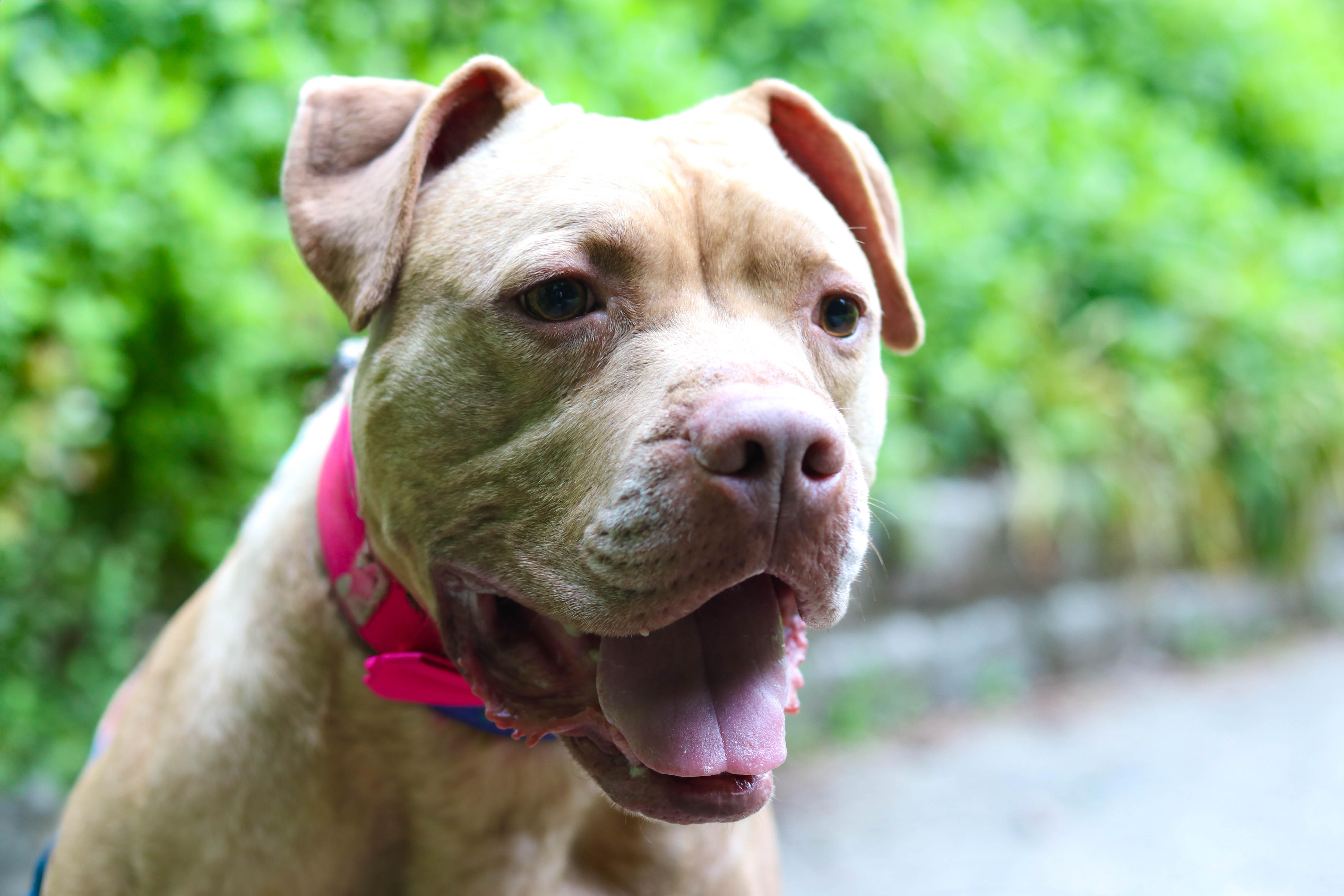 Amani (Foster needed)