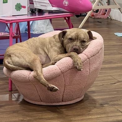 Amani, a Adoptable mixed breed in Indianapolis, IN image 3/5