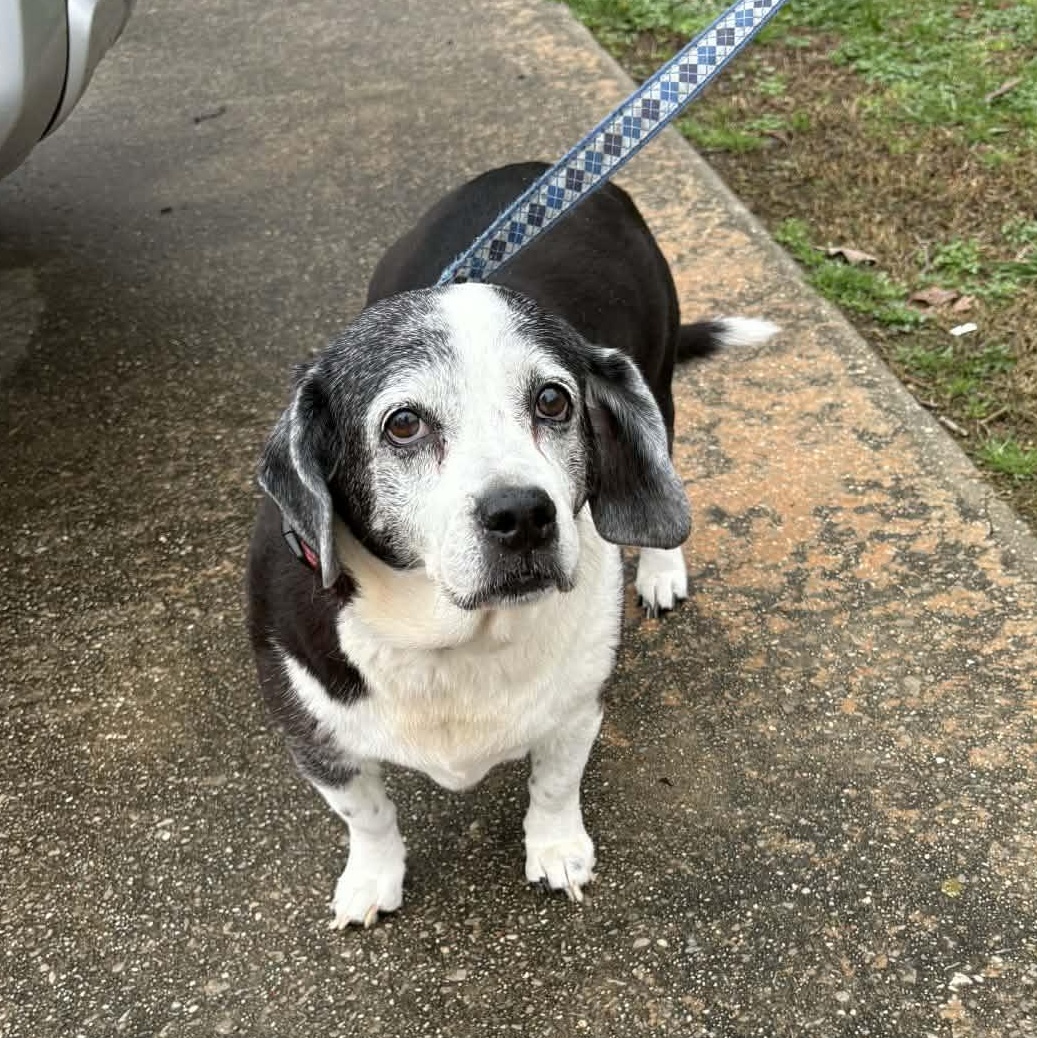 Enlarge Rosie - Home Visit in Process , an adopted Beagle in Hartland, WI image 4/5