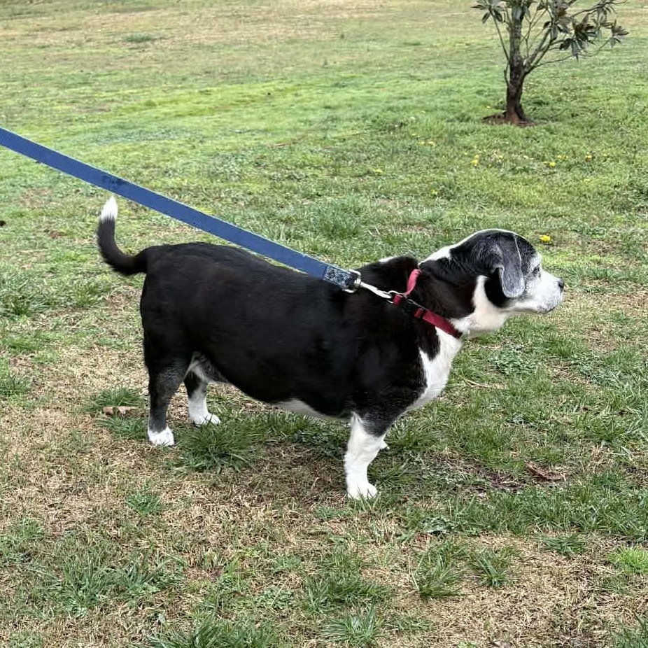 Enlarge Rosie - Home Visit in Process , an adopted Beagle in Hartland, WI image 5/5
