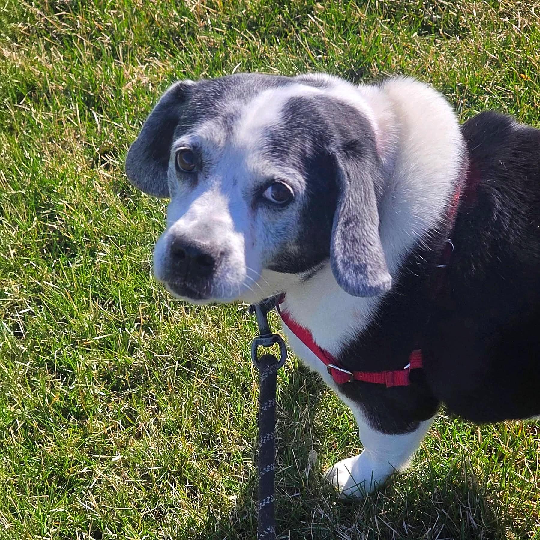 Enlarge Rosie - Home Visit in Process , an adopted Beagle in Hartland, WI image 3/5