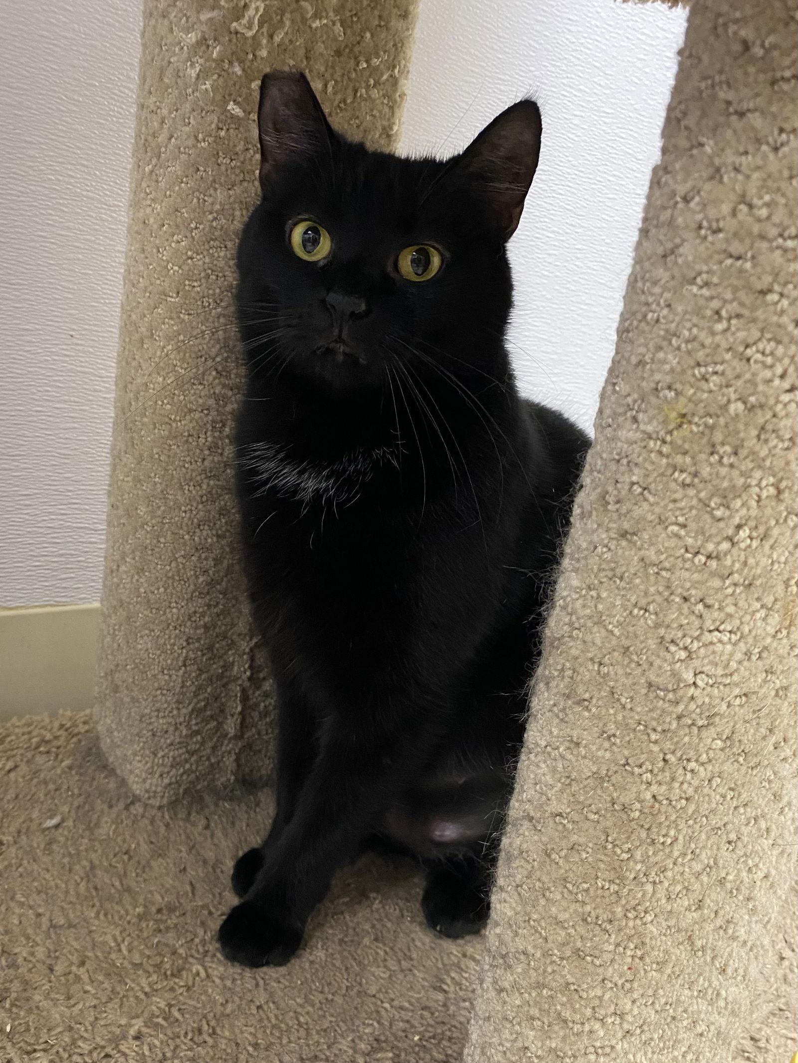 Addie NC, a Adoptable Domestic Short Hair in Satellite Beach, FL image 2/3