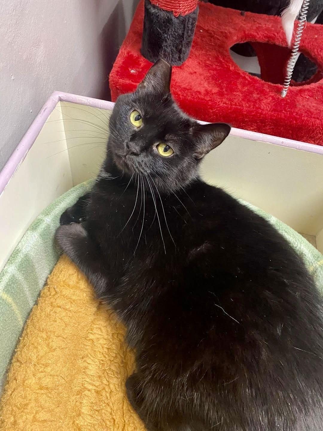 Addie NC, Adoptable, Adult Female Domestic Short Hair.