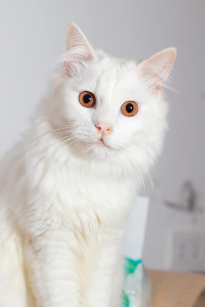 Gizmo A- 7 months photo 2
