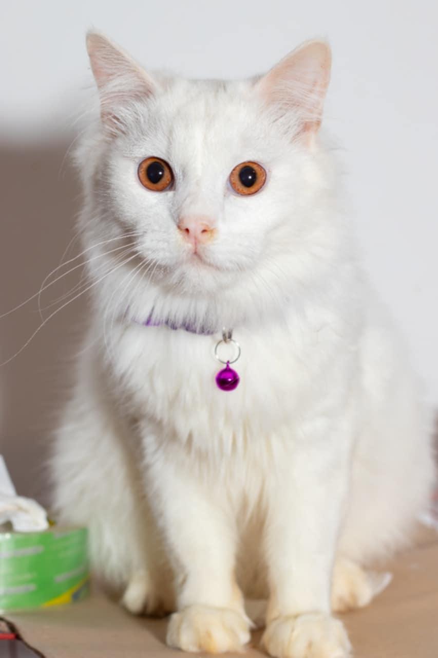 Gizmo A- 7 months photo 3