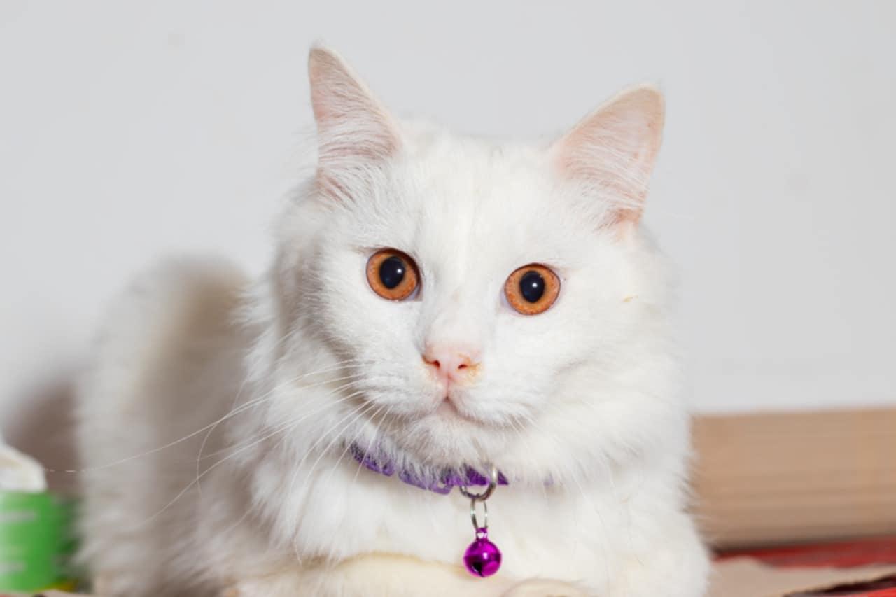 Gizmo A- 7 months, Young Male Turkish Angora