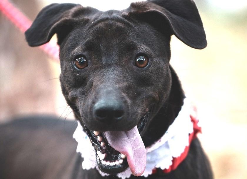 Enlarge Mandy, a Adoptable mixed breed in Norwalk, CT image 1/6