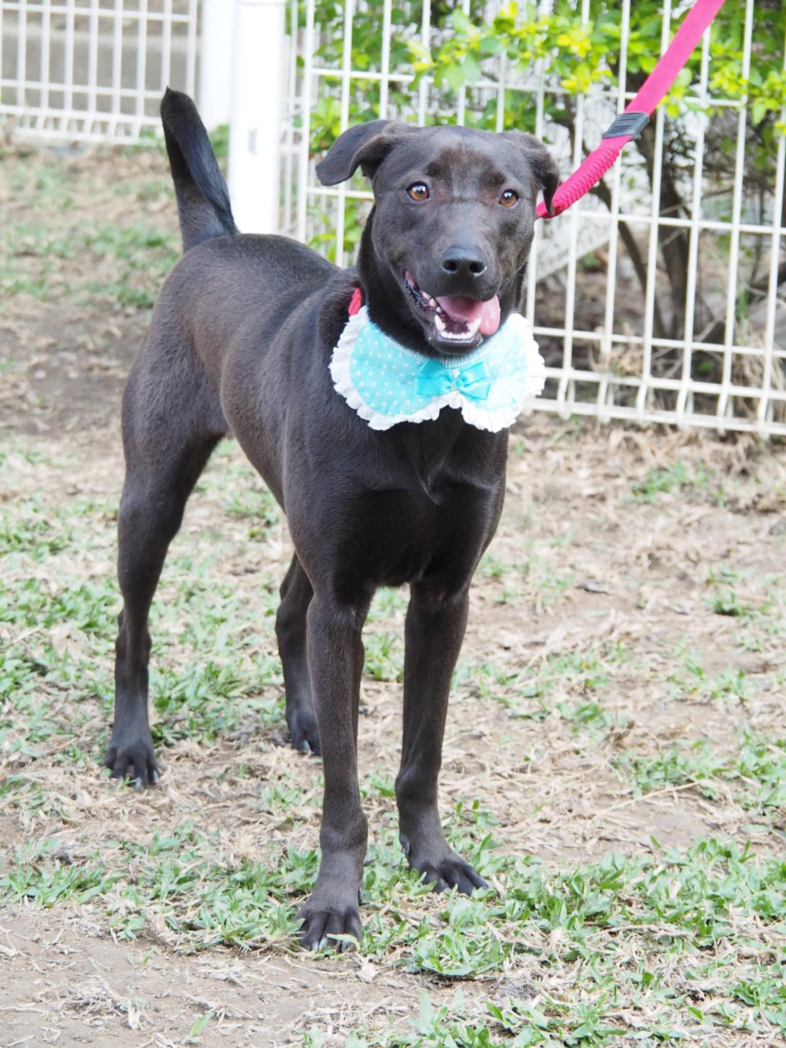 Enlarge Mandy, a Adoptable mixed breed in Norwalk, CT image 5/6