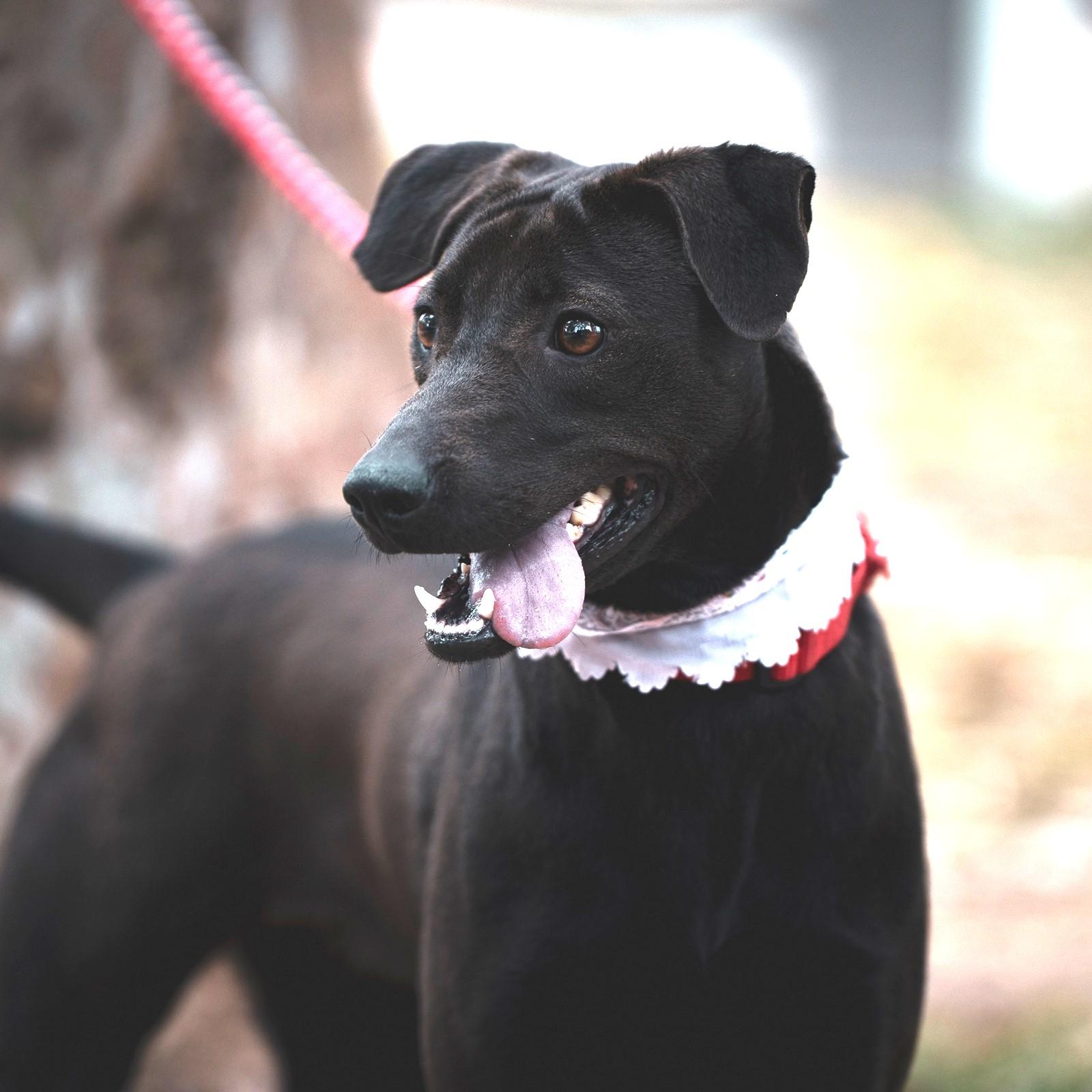 Enlarge Mandy, a Adoptable mixed breed in Norwalk, CT image 3/6