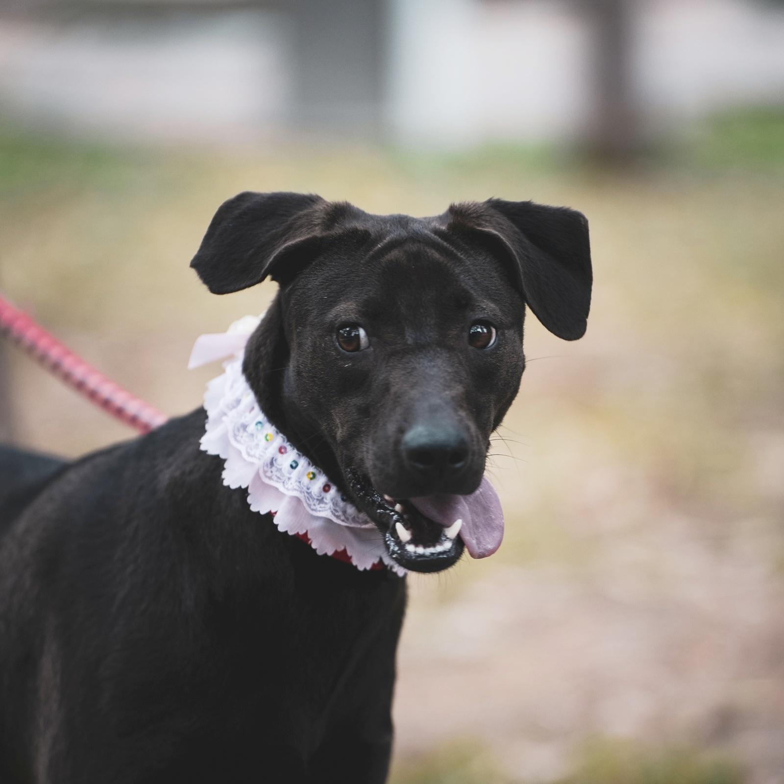 Enlarge Mandy, a Adoptable mixed breed in Norwalk, CT image 4/6