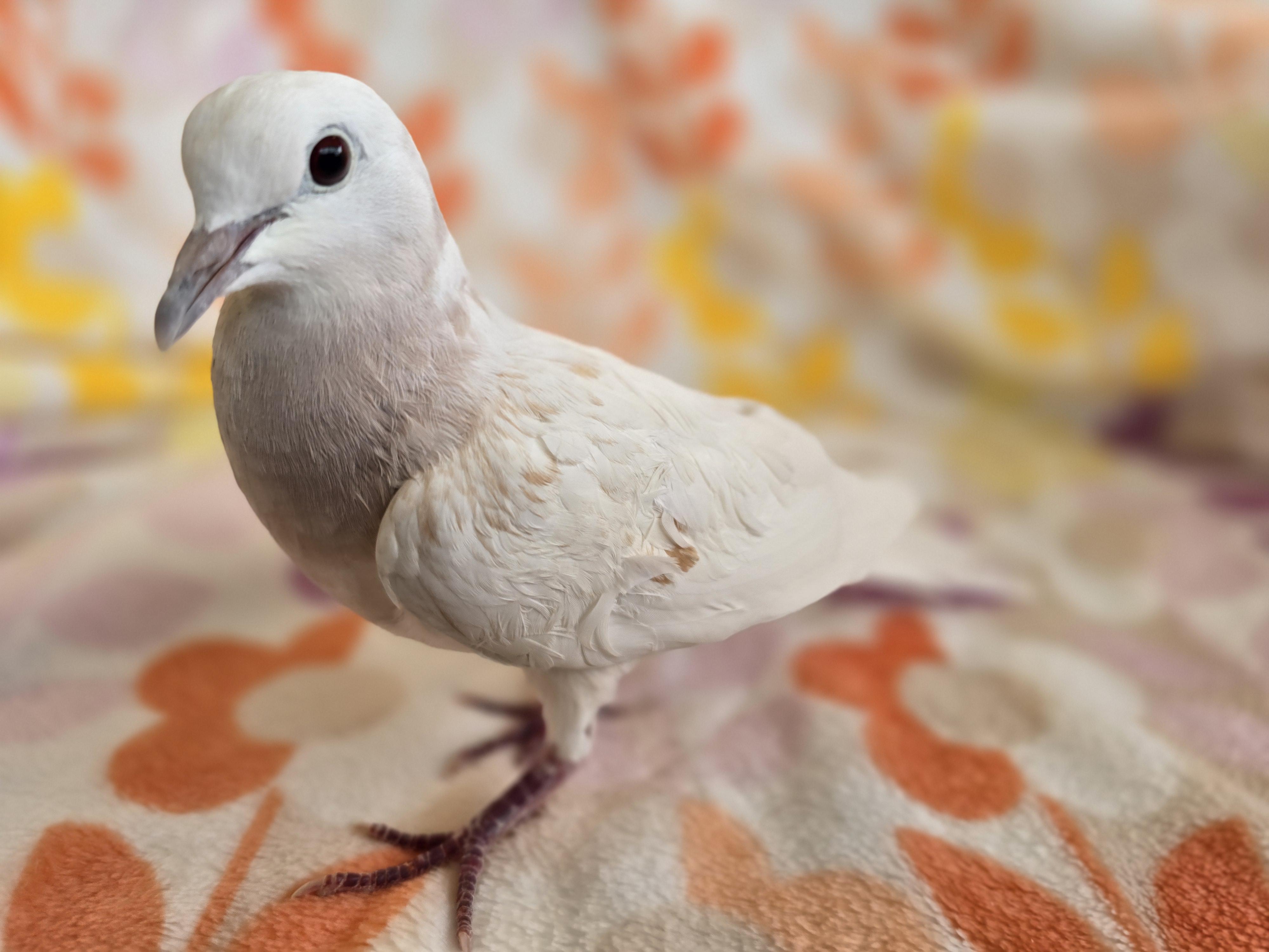 Enlarge Pepper, an adopted Dove in Waukesha, WI image 4/6