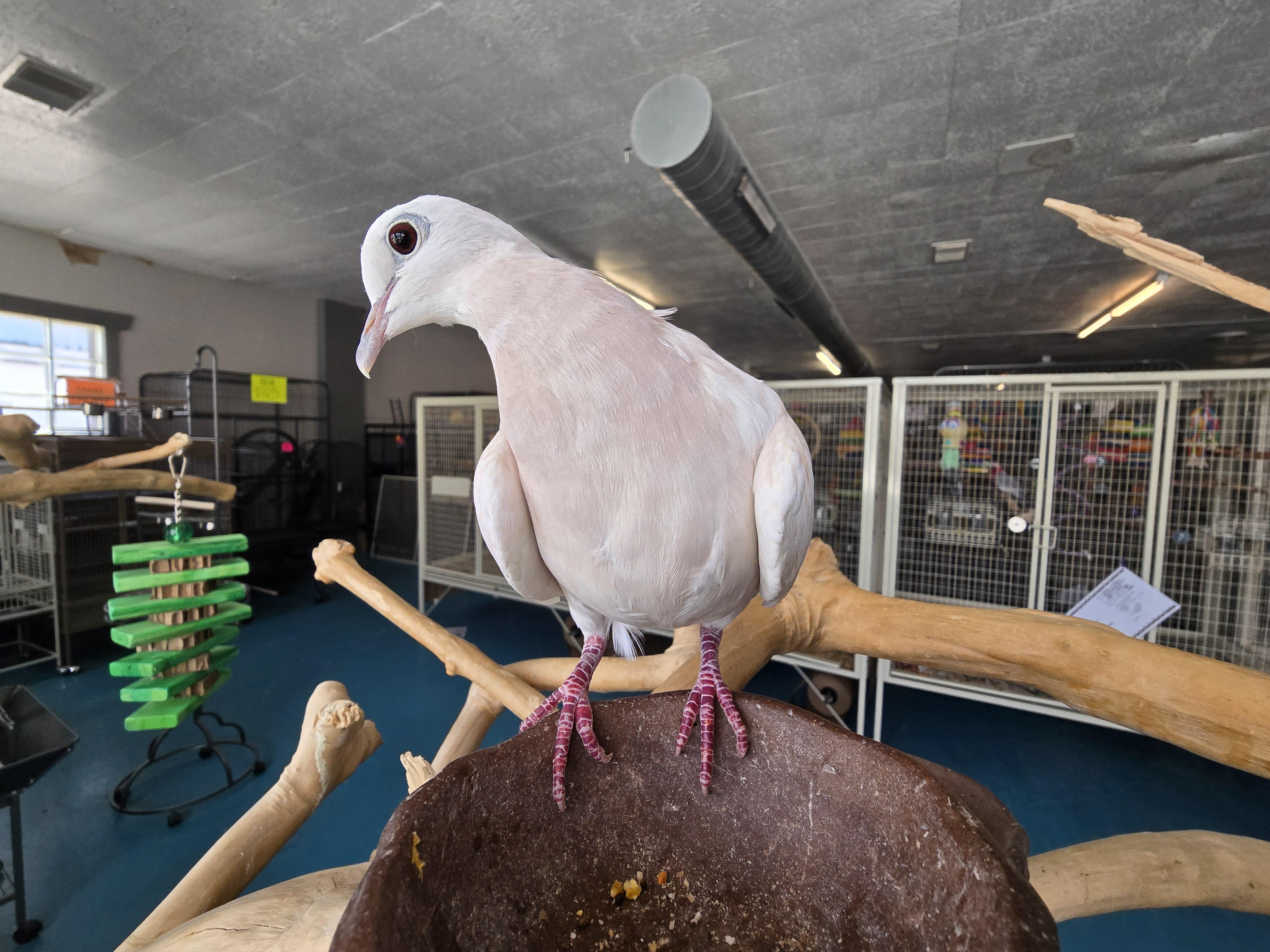 Enlarge Pepper, an adopted Dove in Waukesha, WI image 5/6