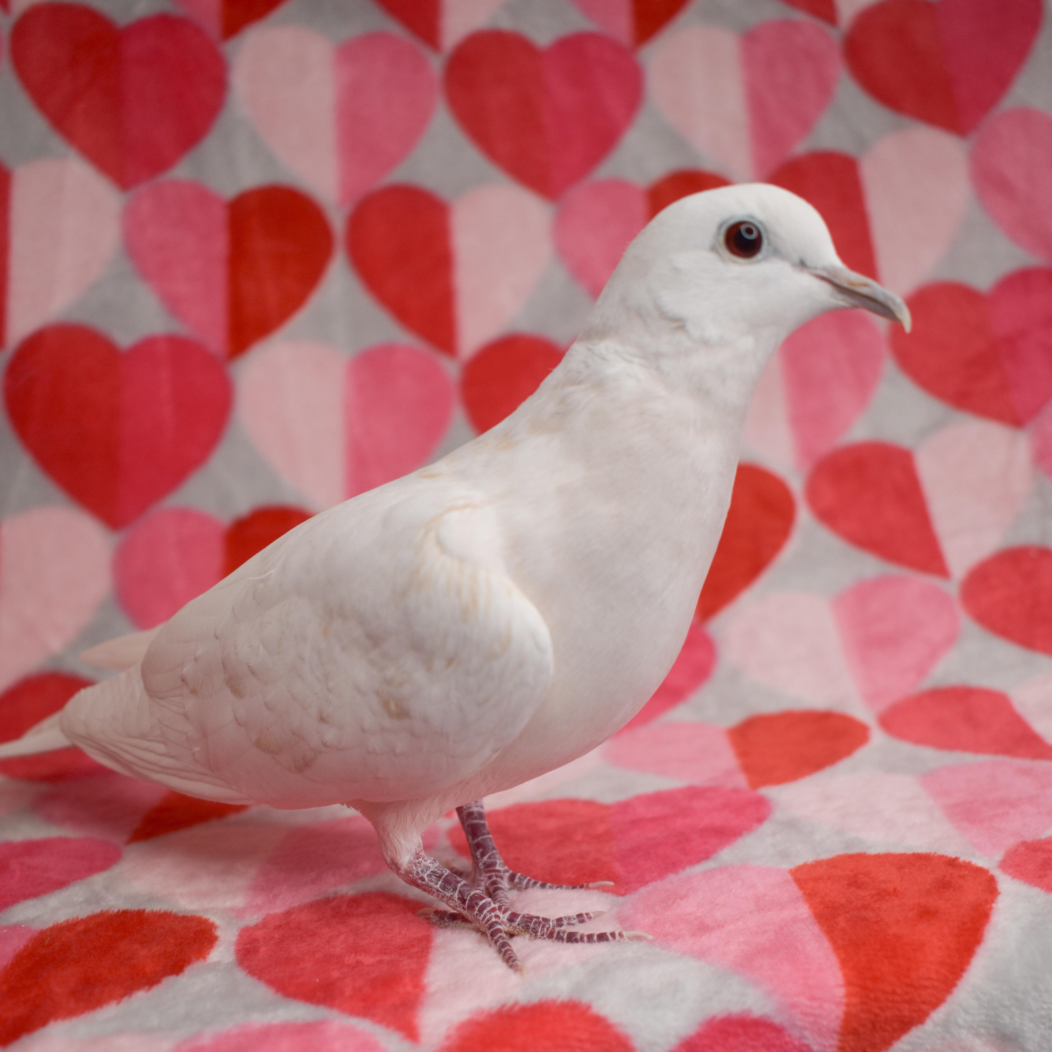 Pepper, adopted, Adult Male Dove.