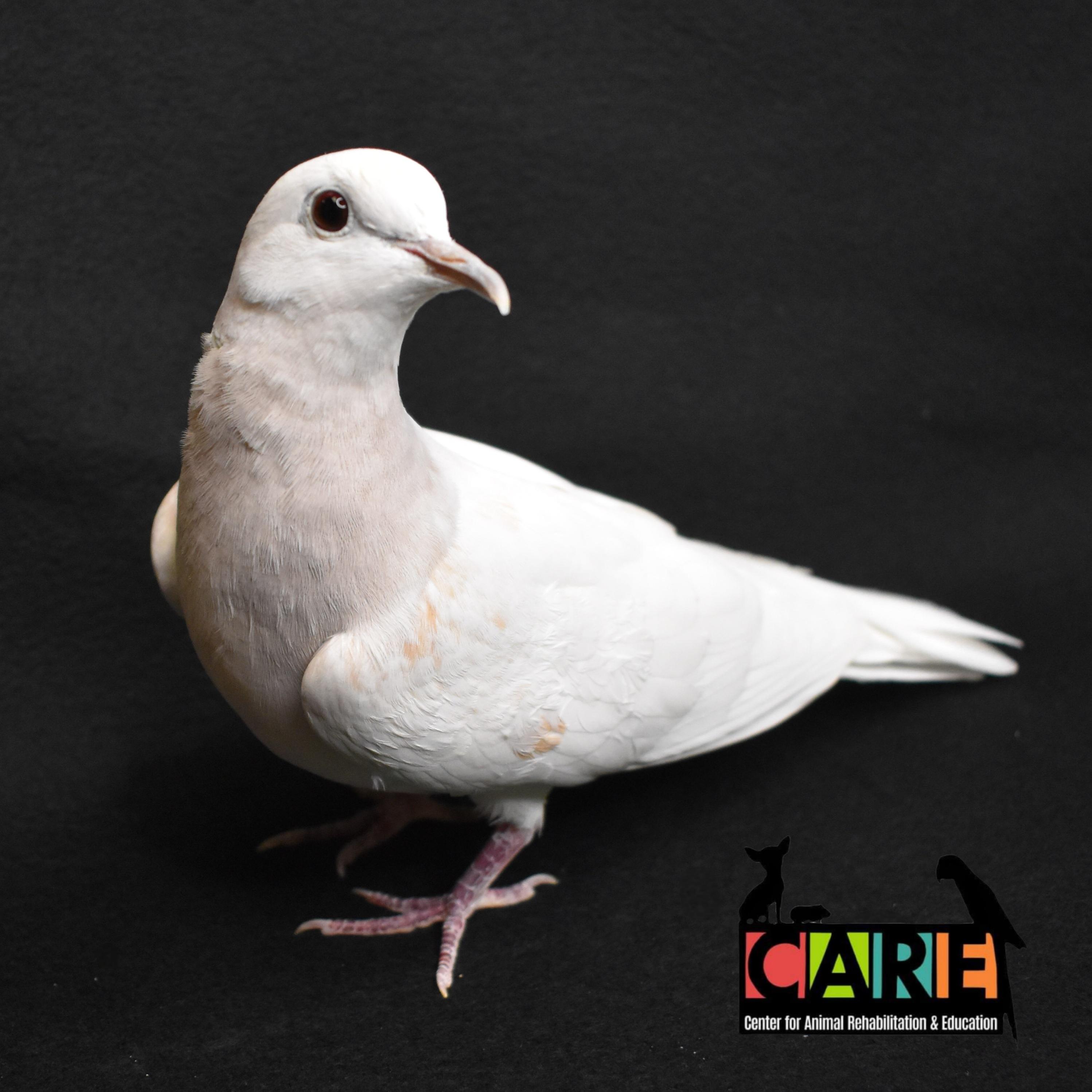 Enlarge Pepper, an adopted Dove in Waukesha, WI image 3/6