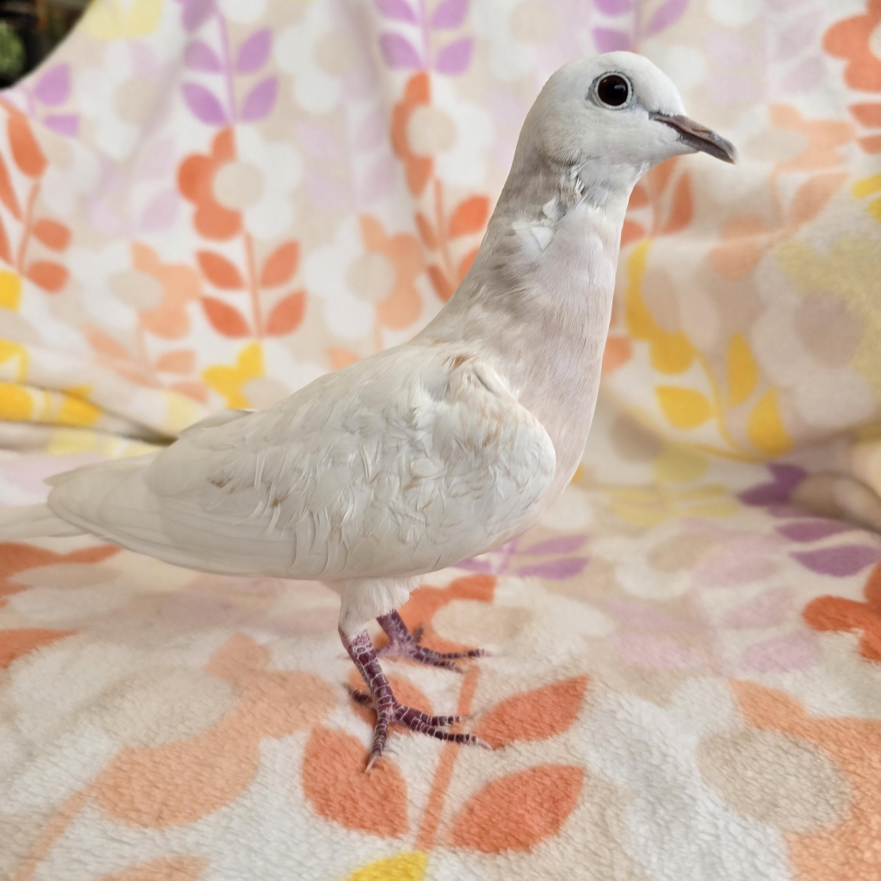 Enlarge Pepper, an adopted Dove in Waukesha, WI image 6/6