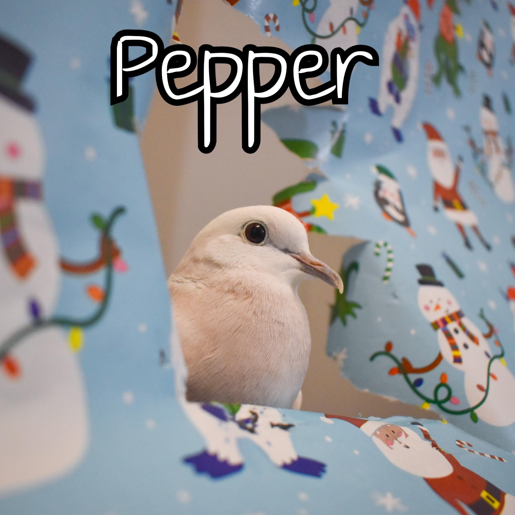 Enlarge Pepper, an adopted Dove in Waukesha, WI image 2/6