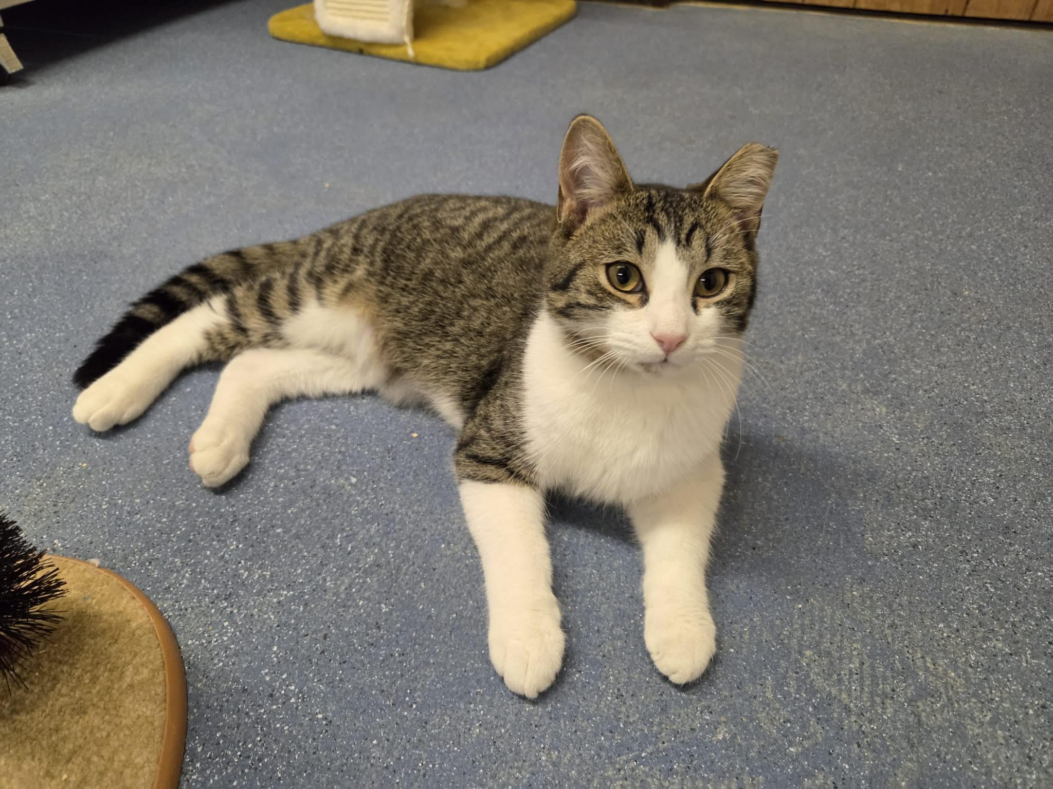 Enlarge Harrison , an adopted Domestic Short Hair in Folkston, GA image 4/4