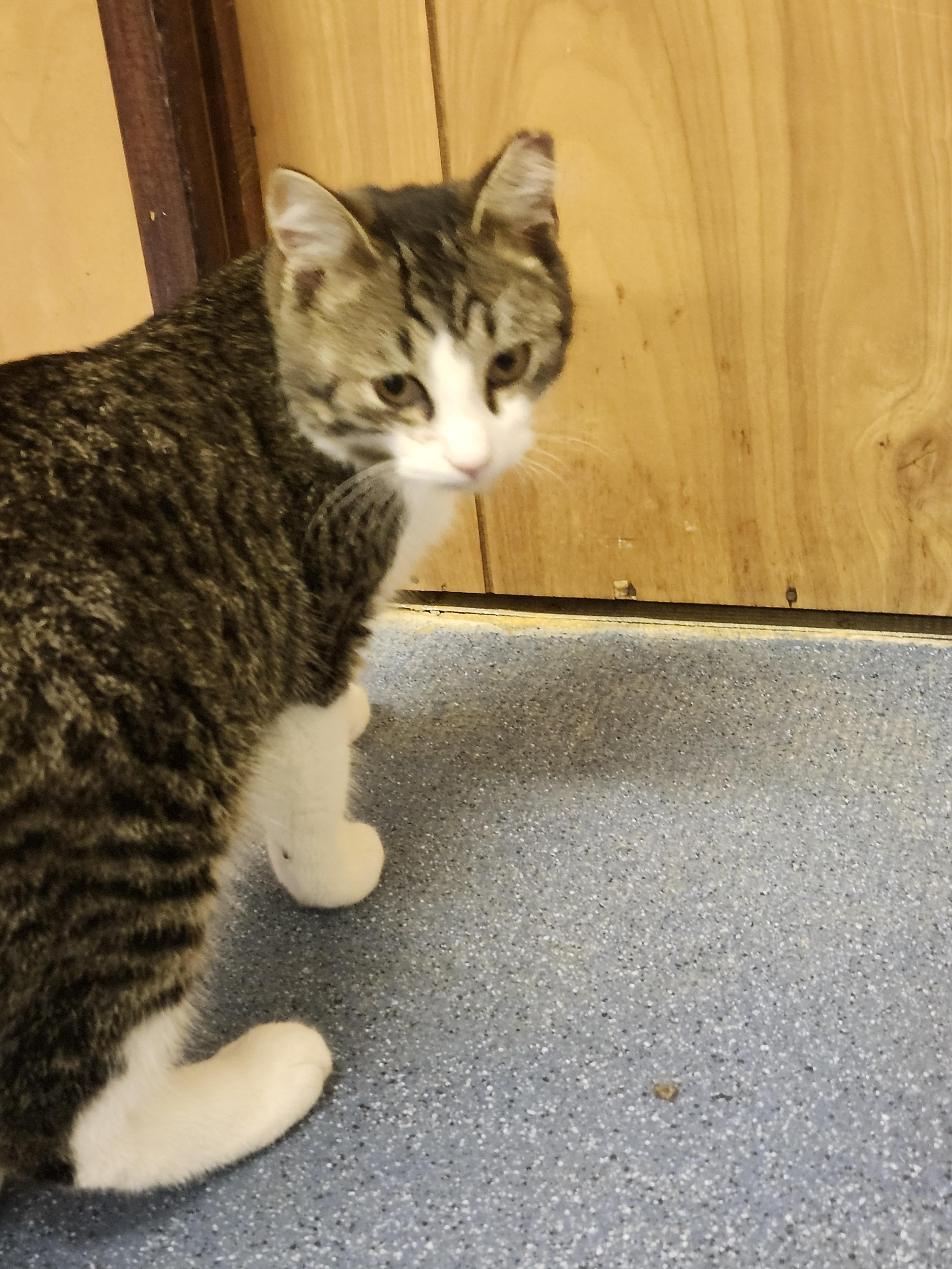 Enlarge Harrison , an adopted Domestic Short Hair in Folkston, GA image 2/4