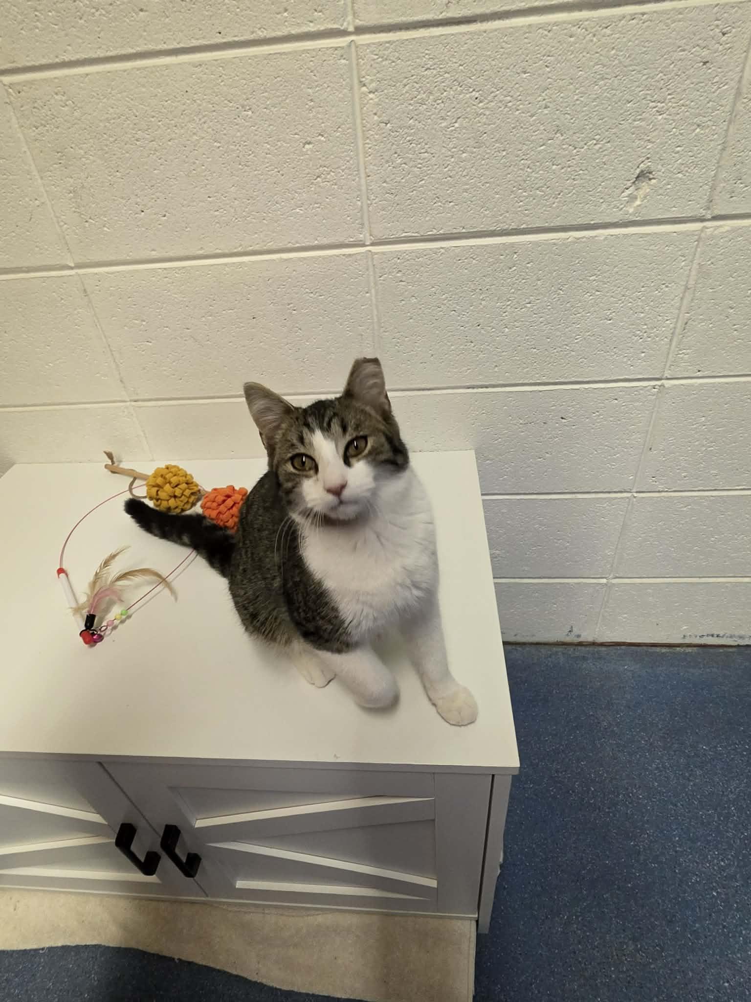 Enlarge Harrison , an adopted Domestic Short Hair in Folkston, GA image 1/4