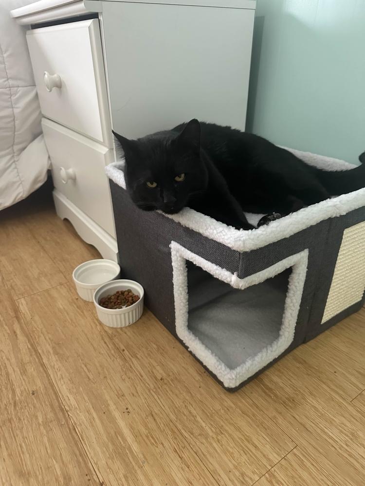 Enlarge Twix, a Adoptable Domestic Short Hair in Albany, NY image 2/6