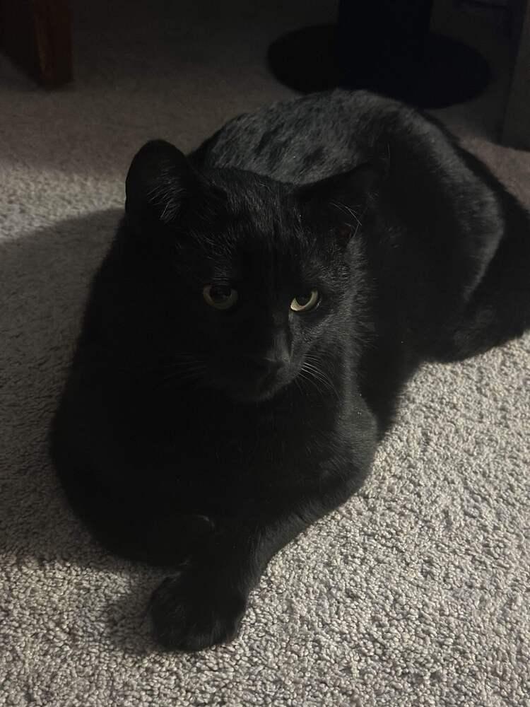 Enlarge Twix, a Adoptable Domestic Short Hair in Albany, NY image 1/6