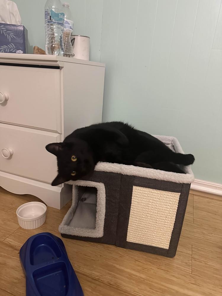 Enlarge Twix, a Adoptable Domestic Short Hair in Albany, NY image 3/6