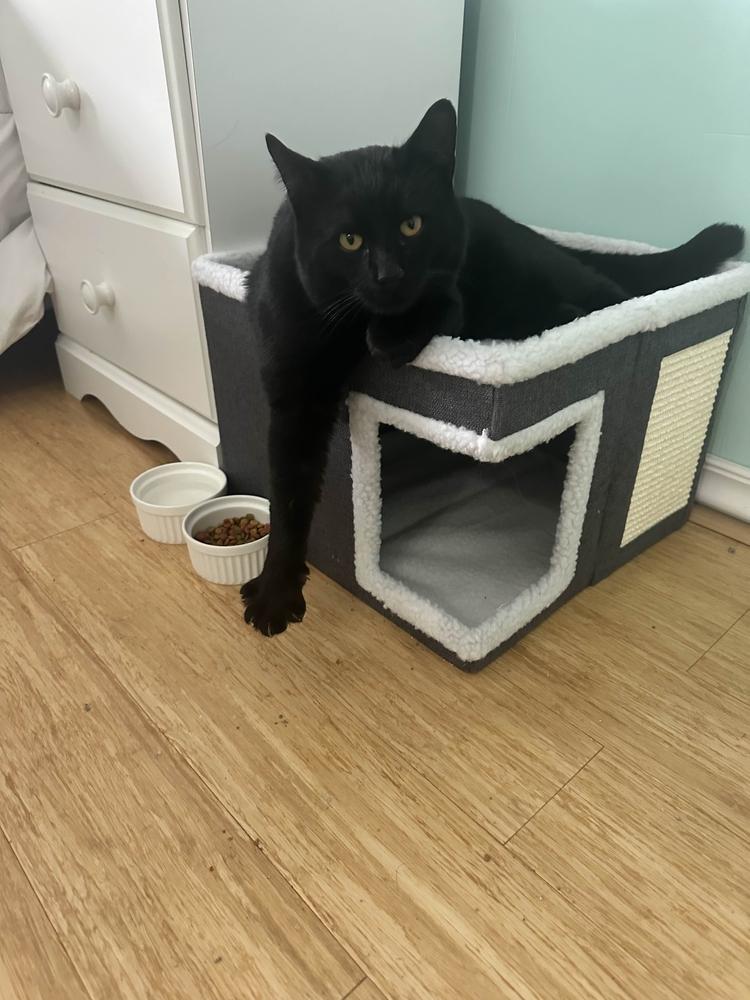 Enlarge Twix, a Adoptable Domestic Short Hair in Albany, NY image 1/6