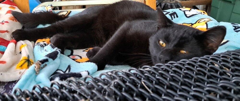 Twix, Adoptable, Adult Male Domestic Short Hair.