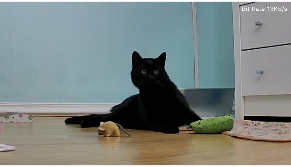 Enlarge Twix, a Adoptable Domestic Short Hair in Albany, NY image 5/6