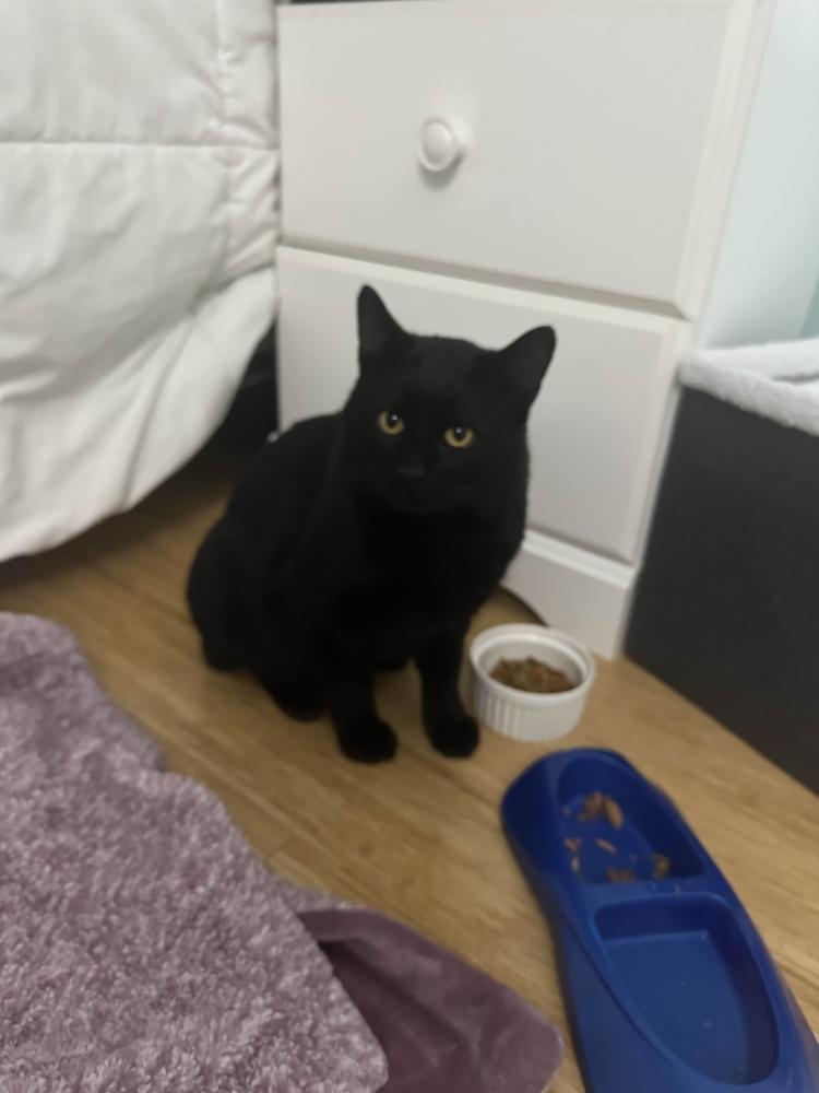 Enlarge Twix, a Adoptable Domestic Short Hair in Albany, NY image 6/6