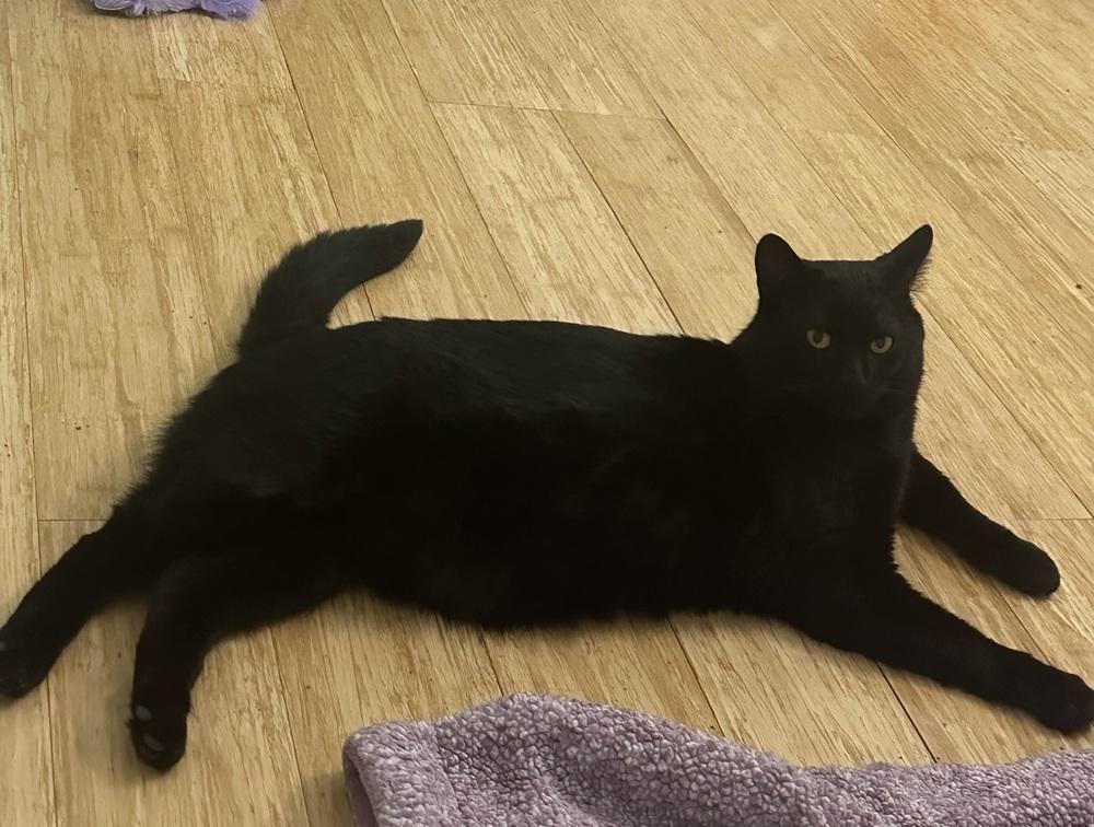 Enlarge Twix, a Adoptable Domestic Short Hair in Albany, NY image 2/6