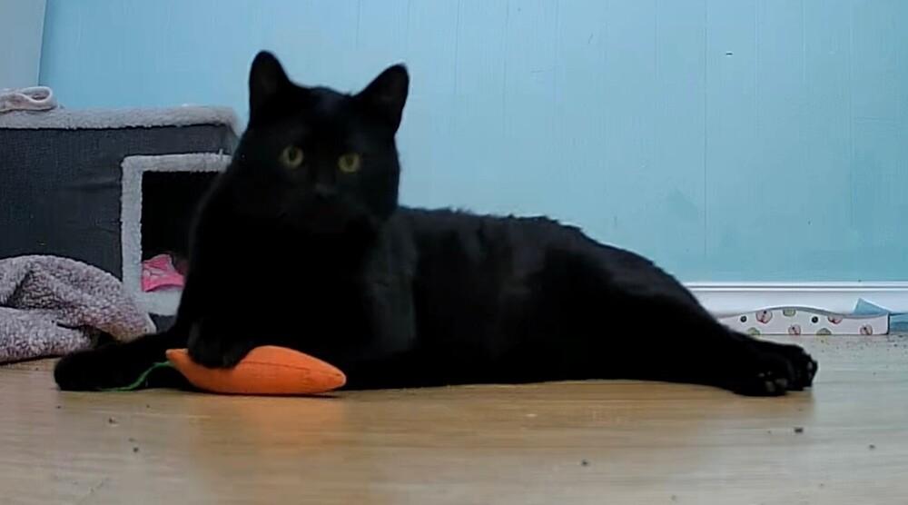 Enlarge Twix, a Adoptable Domestic Short Hair in Albany, NY image 3/6