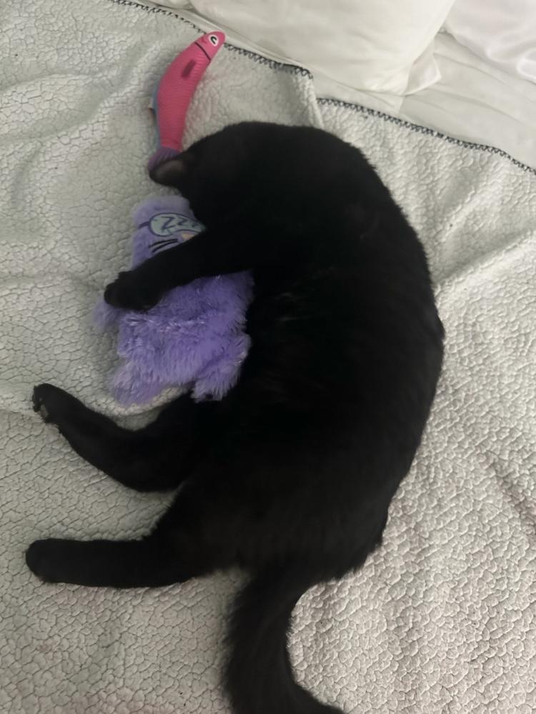 Enlarge Twix, a Adoptable Domestic Short Hair in Albany, NY image 4/6