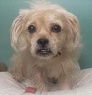 Enlarge Kobe (Has been ADOPTED), a Adoptable mixed breed in Hillsdale, NJ image 1/6