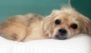 Enlarge Kobe (Has been ADOPTED), a Adoptable mixed breed in Hillsdale, NJ image 2/6