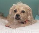 Enlarge Kobe (Has been ADOPTED), a Adoptable mixed breed in Hillsdale, NJ image 3/6